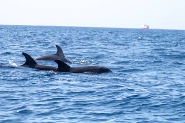 Tenerife 'de balina izlemek, açık deniz ve deniz parkında doğa aktiviteleri. Deniz aslanı görüldü