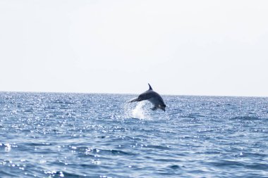 Tenerife 'de balina izlemek, açık deniz ve deniz parkında doğa aktiviteleri. Deniz aslanı görüldü