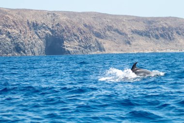Tenerife 'de balina izlemek, açık deniz ve deniz parkında doğa aktiviteleri. Deniz aslanı görüldü