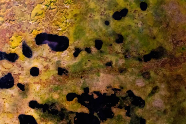 Biological abstract background made by fungus and decomposition. brown, green and dark color from the earth as multicolor texture similar to a geographic map