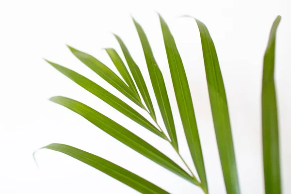 Feuilles Palmier Tropical Sur Fond Blanc Couleur Vert Vif Fond — Photo