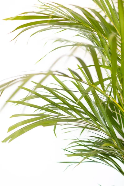 Tropické Palmové Listy Bílém Pozadí Jasně Zelené Barvy Minimální Pozadí — Stock fotografie