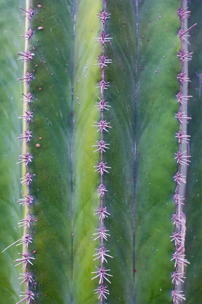 Close Van Een Cactus Als Textuur Achtergrond Detail Van Groene — Stockfoto
