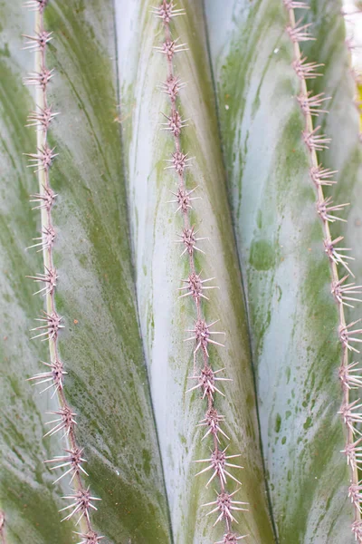 Närbild Kaktus Som Textur Bakgrund Detalj Grön Kaktus Med Taggar — Stockfoto