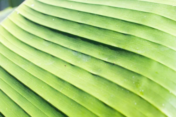 Zöld Háttér Egy Banánlevél Vízszintes Vénák Alkotó Hullámok Világoszöld Zöldség — Stock Fotó