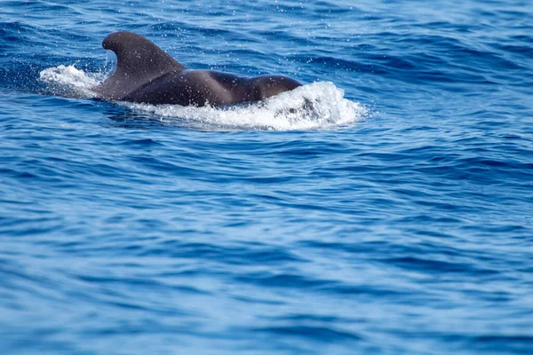 Avistamiento Ballenas Tenerife Actividades Mar Abierto Naturaleza Parque Marino Avistamiento —  Fotos de Stock