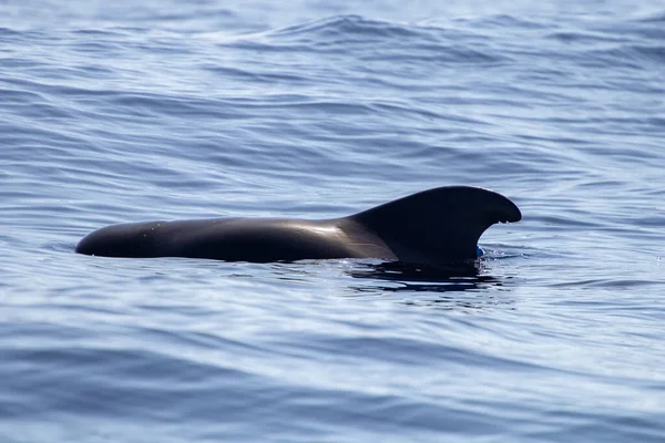 Φάλαινα Βλέποντας Στην Τενερίφη Ανοιχτή Θάλασσα Και Τις Δραστηριότητες Της — Φωτογραφία Αρχείου