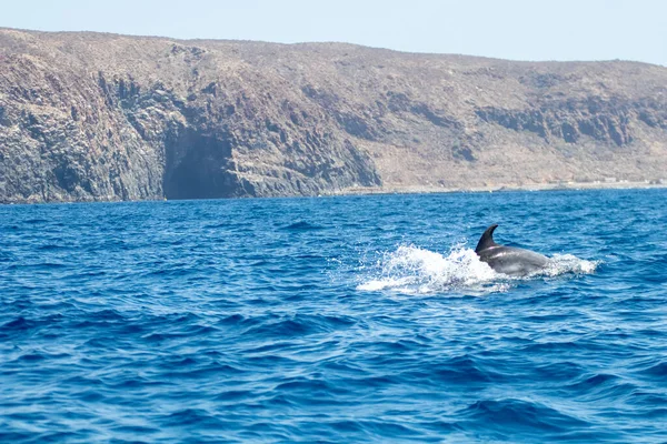 Avistamiento Ballenas Tenerife Actividades Mar Abierto Naturaleza Parque Marino Avistamiento —  Fotos de Stock