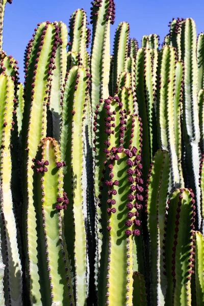 Kaktusz Óriási Zöld Vadon Élő Kaktuszok Csoportokban Zamatos Zamatos Növények — Stock Fotó