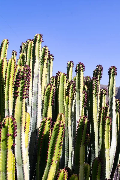 Cacto Cactos Verdes Selvagens Gigantes Grupos Plantas Suculentas Suculentas Fundos — Fotografia de Stock