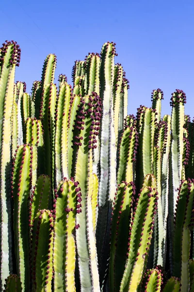 Cactus Гігантські Зелені Дикі Кактуси Групах Соковиті Соковиті Рослини Тло — стокове фото
