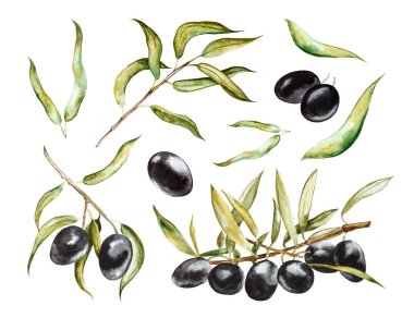 Yapraklı siyah zeytin. Beyaz arkaplanda el çizimi suluboya çizimi.