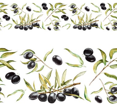 Kusursuz sınır. Yapraklı siyah zeytin. Beyaz arkaplanda elle çizilmiş suluboya çizimi.