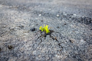 Genç yeşil bir filiz asfalt boyunca ilerliyor..