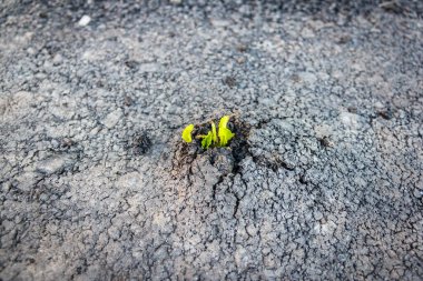Genç yeşil bir filiz asfalt boyunca ilerliyor..