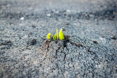 Genç yeşil bir filiz asfalt boyunca ilerliyor..