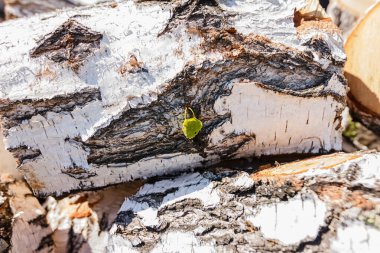 Ağaç kabuğu dokusu ve yeşil yaprak. Doğal arkaplan kağıdı yakın plan