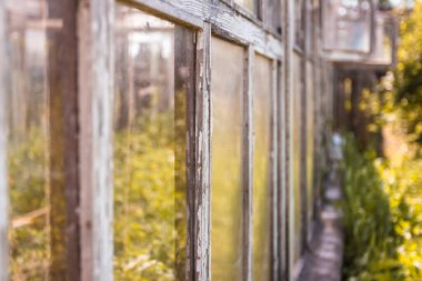 Güneşin altındaki eski bir seranın penceresi