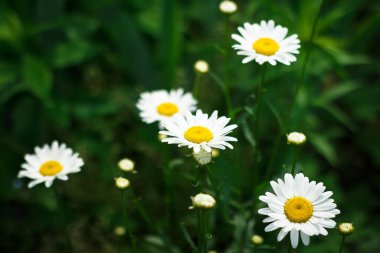 Yeşil bulanık çimenlerin arka planına yakın papatya çiçekleri.