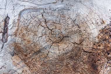 Testereyle kesilmiş bir kütüğe yakın çekim. Yüzeydeki doku ve desen.