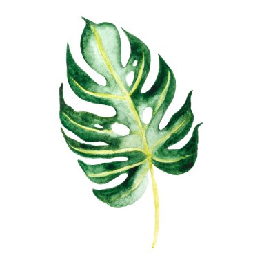 Palmiye yaprağının suluboya çizimi, canavar, beyaz arka planda izole edilmiş..