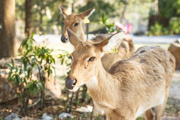 Two cute female deer graze