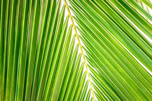 Вид Зеленый Пальмовый Кокосовый Лист — стоковое фото