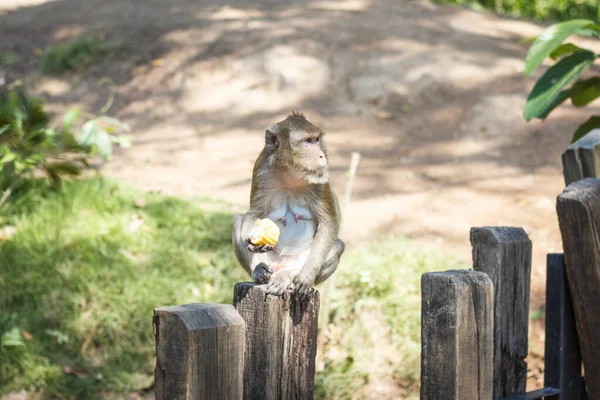 Macaco Adulto Comendo Milho Sentado Uma Cerca Madeira — Fotografia de Stock