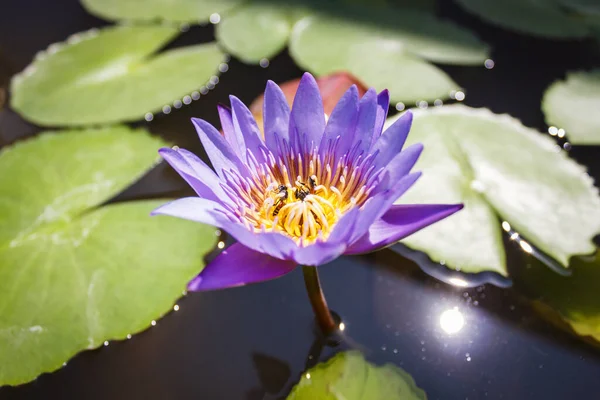 Purple water lily flower and a bees closeup with green leaves on water.