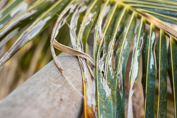 Красивый Тропический Фон Пальмовые Листья Опирались Деревянный Забор Крупный План — стоковое фото