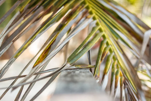 Красивый Тропический Фон Пальмовые Листья Опирались Деревянный Забор Крупный План — стоковое фото