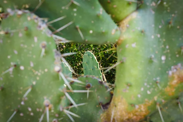 Cactus Épineux Désert Sauvage — Photo