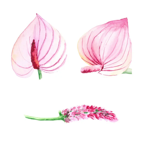 Suluboya pembe tropikal çiçekler