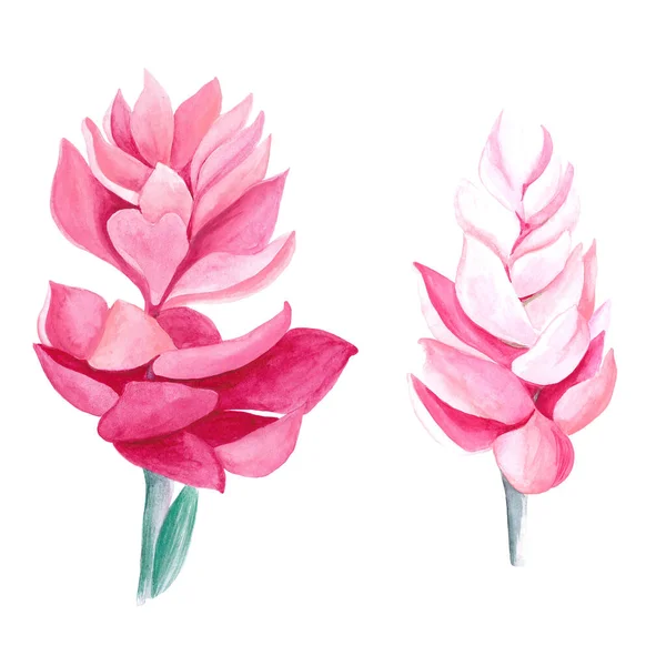 Suluboya pembe tropikal çiçekler