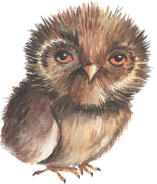 One Watercolor brown sleepy owl
