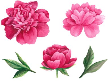 Watercolor pink peony clip art