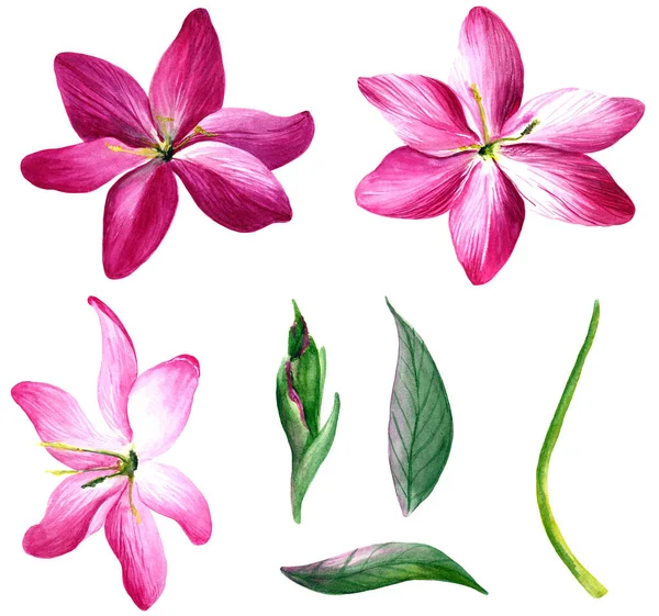 Watercolor burgundy flowers clip art