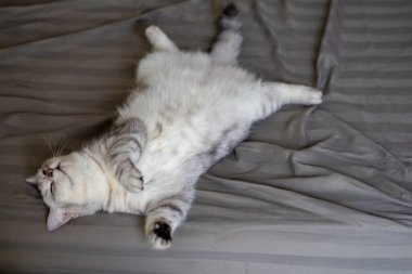 Evdeki yatakta uyuyan sevimli kedi. en üstteki görünüm.