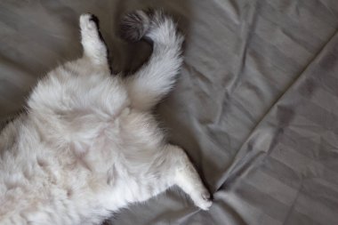 Gri sevimli kedi yatakta uyuyor..