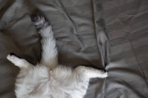 회색귀여운 고양이가 침대에서 — 스톡 사진