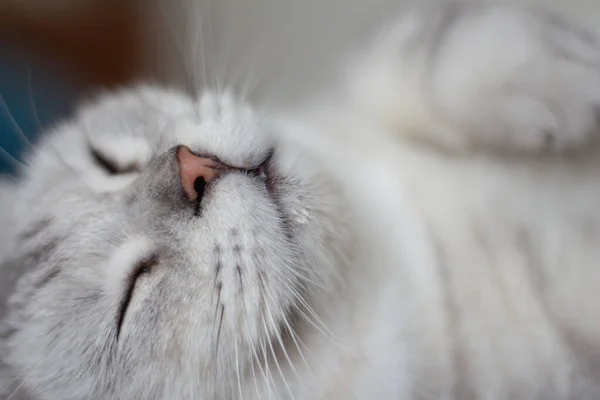 Grå Sød Kat Sover Sengen - Stock-foto