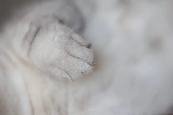 Close-up blurred of gray cat paw.