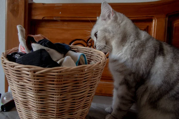 Кошка Грязными Носками Запахом Корзине Белья — стоковое фото