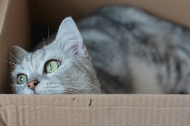 Evdeki şirin gri kedi..