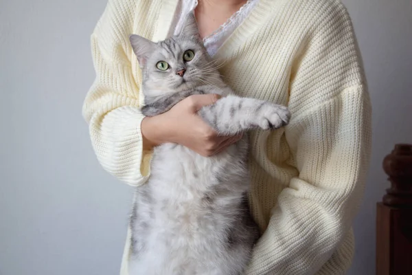 Обрізаний Знімок Жінки Чарівною Сірою Кішкою — стокове фото
