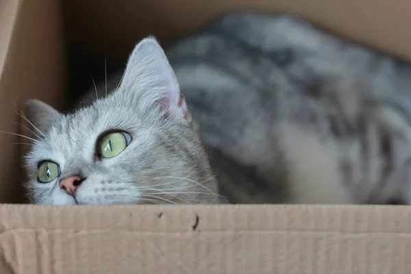 Cute gray cat in box at home.