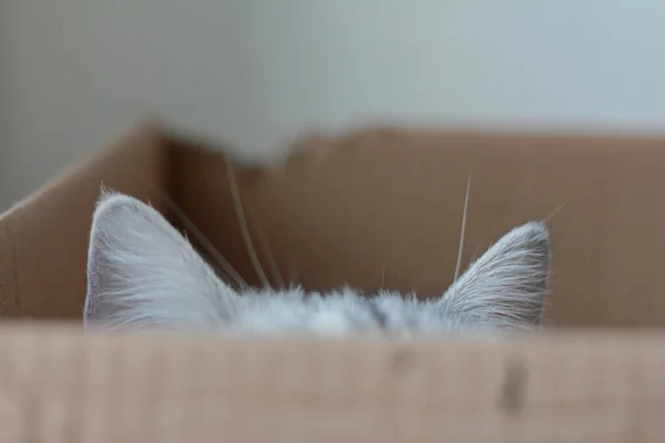 Cute gray cat in box at home.