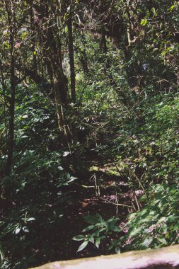 Tropikal yağmur ormanları Tayland Ulusal Parkı.