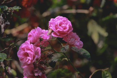 Koyu arkaplanda pembe gül çiçekleri.