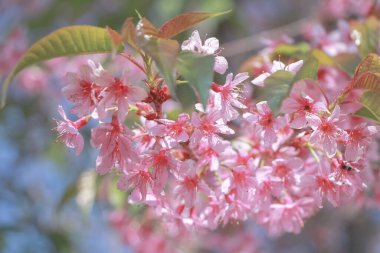 Pembe çiçekli bahar çiçeği arka planı. Çiçek açan ağaç ve mavi gökyüzü ile güzel doğa sahnesi.